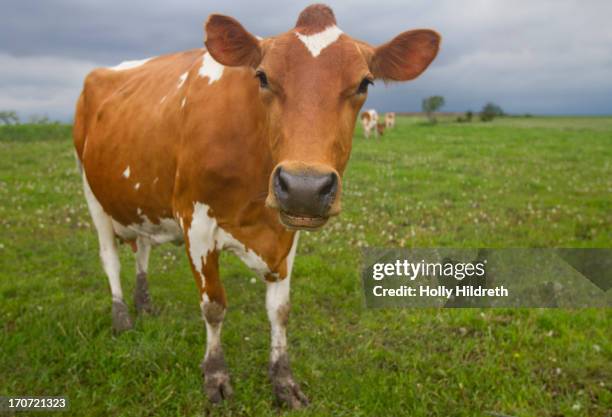 moo